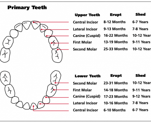 Baby Teeth Chart Showing Eruption & Shedding for both Upper and Lower teeth.
