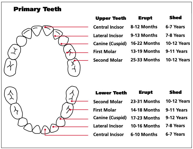 do baby teeth have roots when they fall out